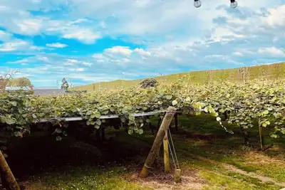 Image de The Little Getaway - a night in the vines.