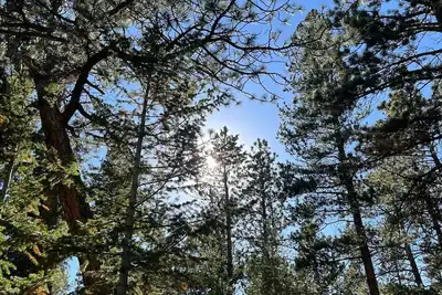Image de Magical Forest Nest with Hot Tub + Hiking Trails