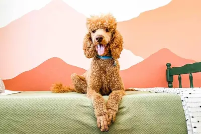 Image de The Retro - dog friendly!