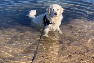 Image de Pet Friendly 2 min walk to Beach, Shops, 5 min walk to Dog Beach Tassells Cove