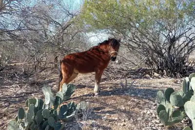 Image de Charming farmhouse with Ac and WiFi in soothing Uvalde, 20 M to Concan Tx