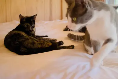 Image de Casita Studio among the pines of Punta Ballena (with kittens)