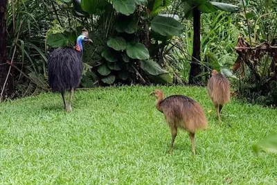 Image de Birdwatcher's Oasis | Tiny Home | Cassowary Visitors