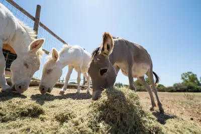 Image de Cozy house in the countryside, near sea and nature, with farm animals!