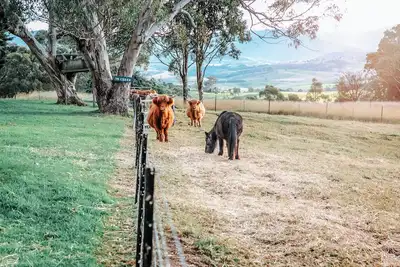 Image de Relax & unwind in the country in our Cozy Farm Stay King Apartment. Pet Friendly