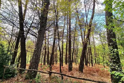 Image de Tente safari toute équipée au milieu des arbres avec piscine partagée