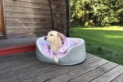 Image de Pet Friendly-Cabine-Espace sanitaire