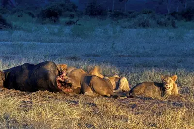 Image de Between Chobe and Zambezi National Park we have a campground with WiFi, Ac