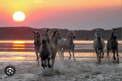 Image de Hébergement atypique au fil de l'eau Camarguaise