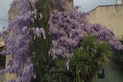 Image de La glycine