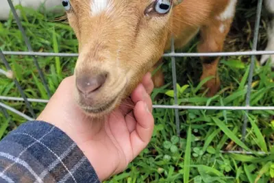Image de Modern Farmhouse Cottage - Goat Farm Stay