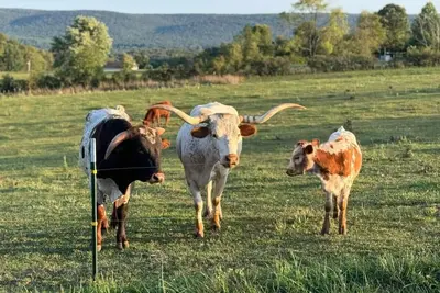 Image de Cozy 2-Guest Rv on Nature Farm