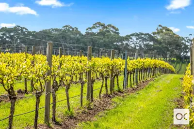 Image de VineView - a hidden oasis