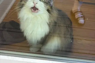 Image de Cozy 1-bedroom apartment in welcoming Seattle with Ac