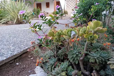 The garden of Sofia Charm and Comfort Apartment