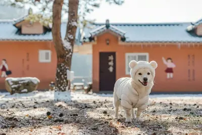 Image de Gapyeong Iris Pension