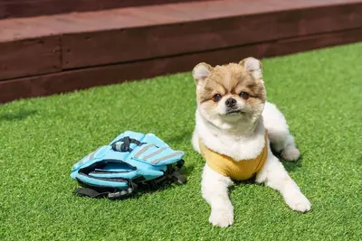 Image de Namhae Elsia Pet Pool Villa Pension