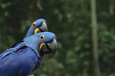 Image de São Conrado - Natureza