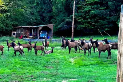 Image de Serene cabin with WiFi with view of elk and coastal hills