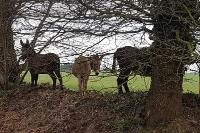 Image de Ty Bihânes  vous accueille au calme en pleine campagne, entourée  d'ânes
