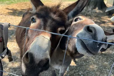 Image de Unique Farm Stay and Petting Zoo!
