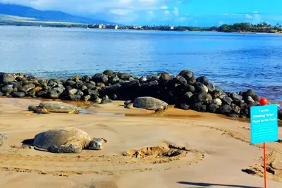 Image de 100 steps to beach! studio condo sleeps 4! hot tub/pool, tennis court, kitchen