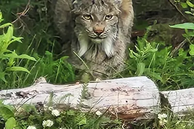 Image de Lynx, wildlife, custom log cabin. private lake access, salmon stream kayaking,