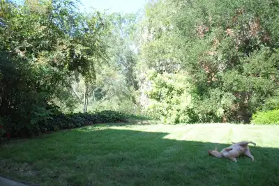 Image de Fully Furnished Mid-Term Rental: Treehouse Oasis - A peaceful haven in Encinitas