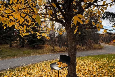 Image de 🌲 Cozy Woodland Cabin Retreat | Peaceful Getaway in Alberta - the way to  Banff