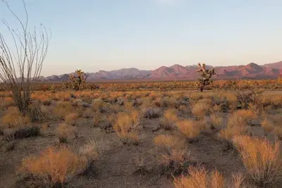 Image de Tiny home in Joshua Tree Forest