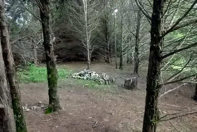 Image de Lonely Pine @B Berry Farms