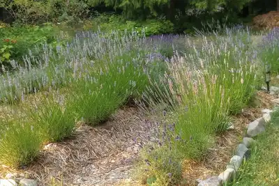 Image de Lavender Cottage Flower Farm & Therapy Retreat - Golf, Beach or Chill