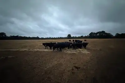 Image de Catterick Farm ~ a farm in the forest