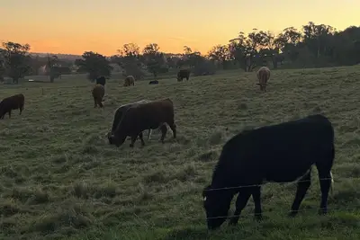 Image de Country Charming. Enjoy your morning coffee with our cow neighbours!