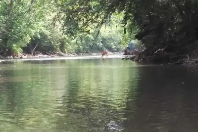Image de Charming 2-bedroom cabin in Big Clifty with WiFi, Ac