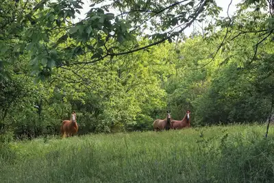 Image de Unwind on the farm-couples, families, traveling nurses/40mins to Nashville