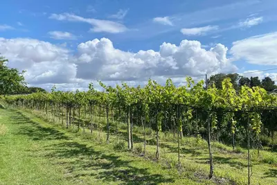 Image de talian charm at Vineyard near.
