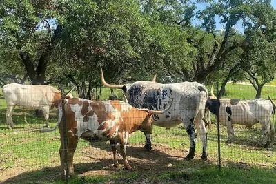 Image de 3br Retreat - King & Queen Beds, Near Austin and Hill Country Fun