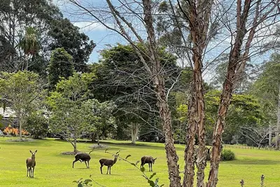 Image de Stylish Retreat amongst paddocks and rain forest; only 20 minutes to Noosa