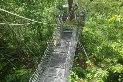Image de Vacation in the treetops