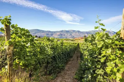 Image de One Bedroom Private Suite with Kitchenette and Patio on West Kelowna Vineyard