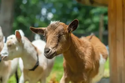 Image de Funtastic Retreat! Ps5, View, Goats, Hot Tub, Karaoke!