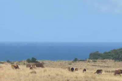 Image de The sunrises above the sea, a stretch of a farm and moving ships in the Ocean