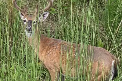 Image de Escape to nature in this stunning new Log  Home, nestled on 4 private acres,