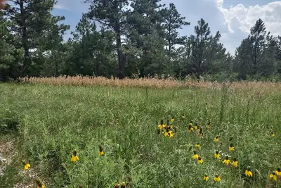 Image de Two rustic cabins nestled within Rosebud Sicangu Lakota Oyate ponderosa forest.