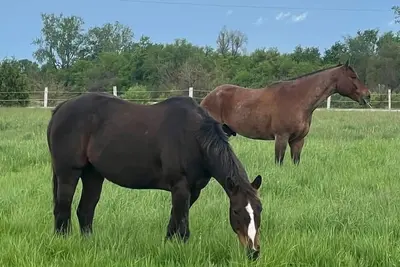 Image de The horse ranch living and if you climb into the saddle be ready for the ride