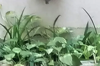 Image de Bellinistay - Apartment in the city center, 2 steps from the sea.