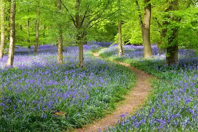 Image de Gorgeous Country Cottage  -  5 Star Luxury Amidst Glorious Mountain Scenery