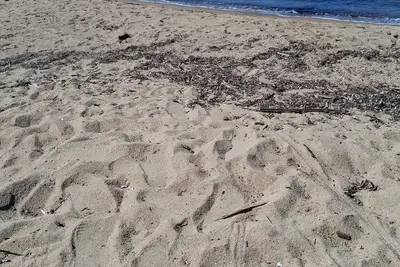 Image de A louerAppartement 37 m2+ terrasse jardin 20m2 RDCPort Cogolin 4 personnes