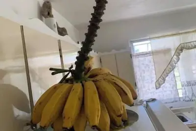 Image de Elena's WhiteHouse #4 Anasco Pr